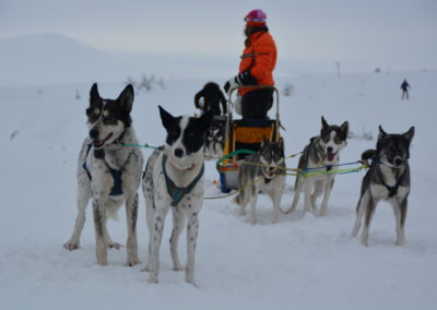 Hundekjøring | Spidsbergseter Resort Rondane